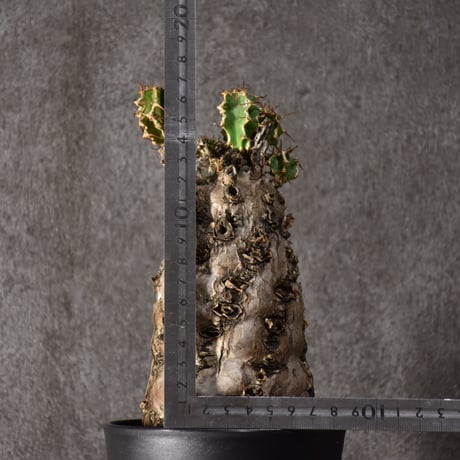 Euphorbia mlanjeana　ユーフォルビア ムランジーナ 発根済現地株 #6