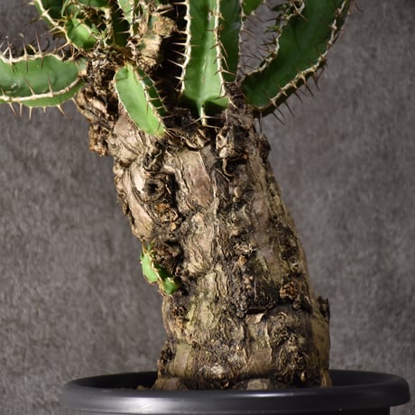 Euphorbia mlanjeana　ユーフォルビア ムランジーナ 発根済現地株 #2
