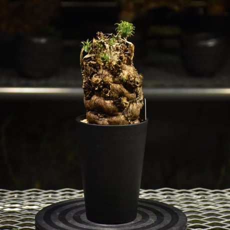 CATEGORY Euphorbia | BONDEX