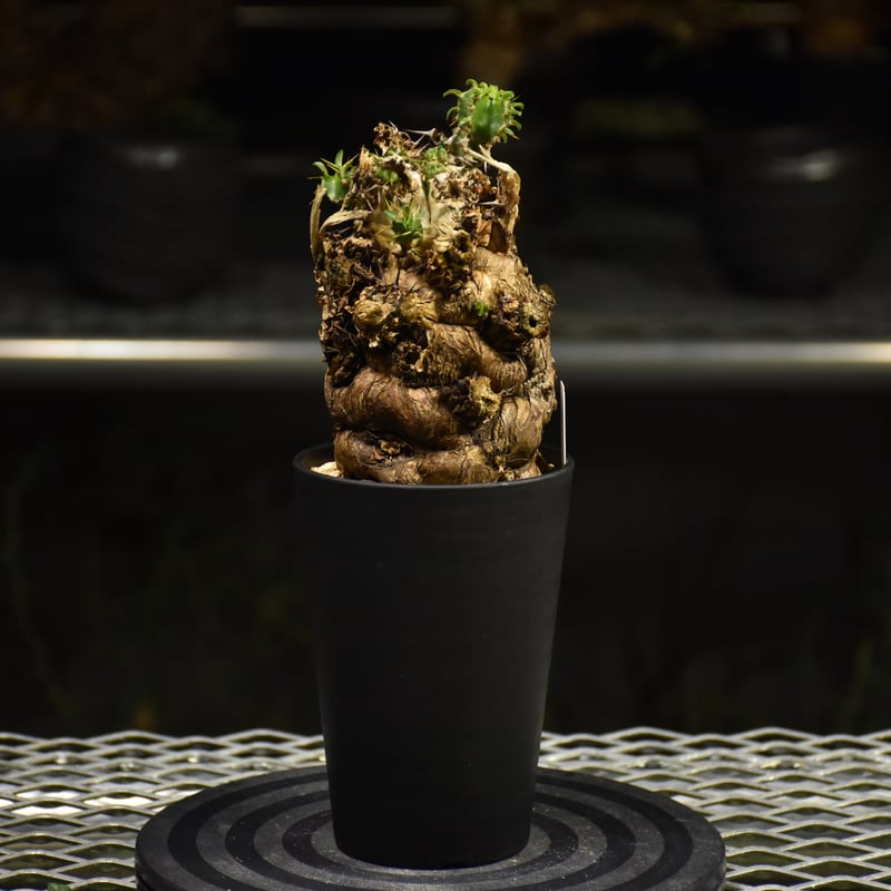 u*a様 ユーフォルビア ムランジーナ 現地球 手乗りサイズ 新鮮株 ベアルート u*a様 ユーフォルビア ムランジーナ 現地球 手乗りサイズ 新鮮株