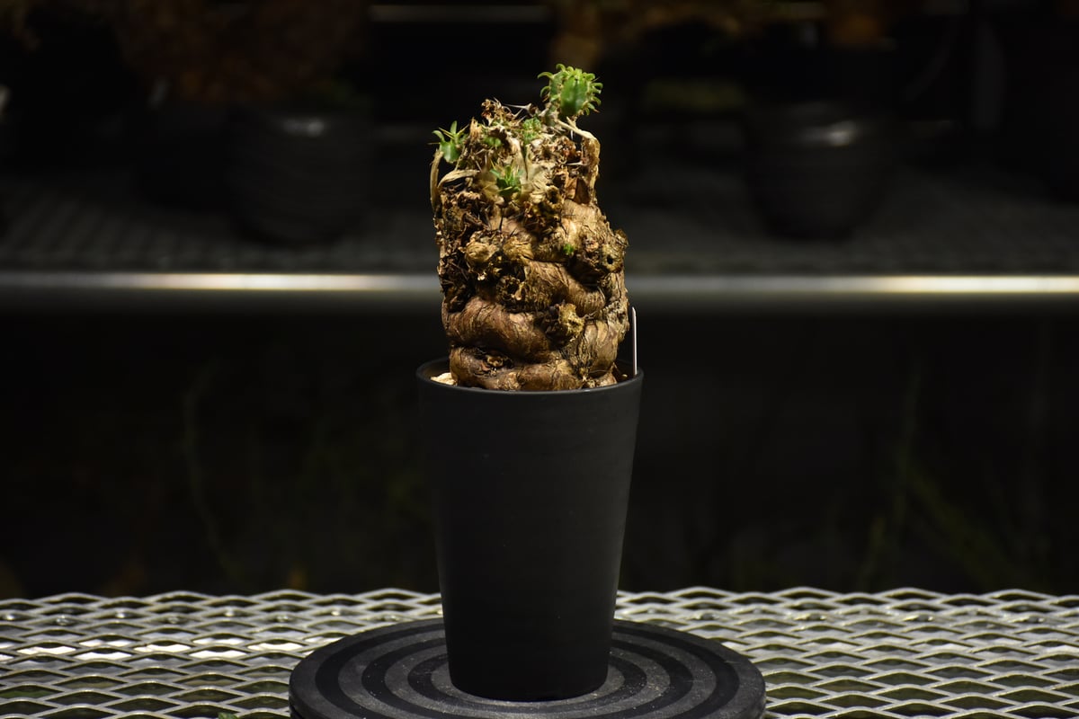 Euphorbia mlanjeana ユーフォルビア ムランジーナ 発根済現地株 I36 |