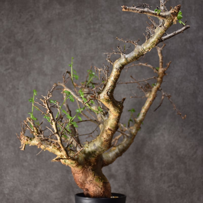 Commiphora cyclophira コミフォラ シクロフィラ 発根済現地株 #1 |