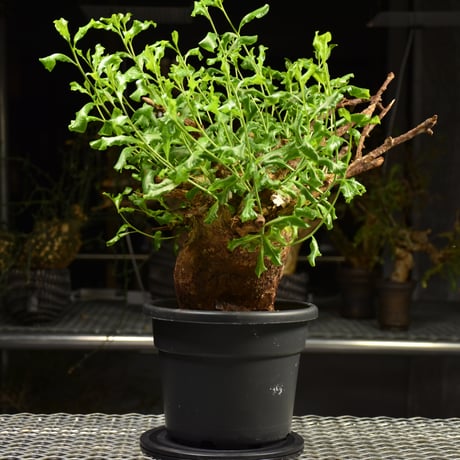 Commiphora glaucescens　コミフォラ グラウケスケンス　発根済現地株　F28