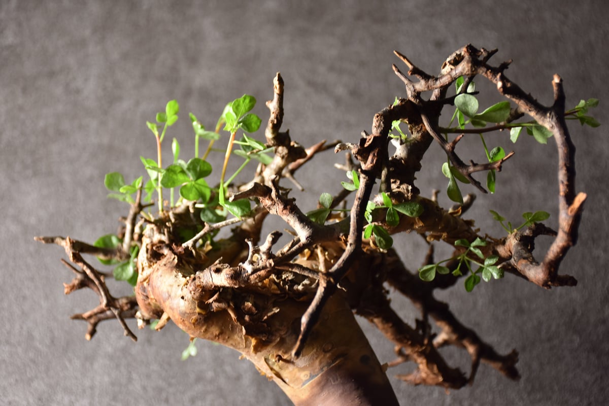 Commiphora kataf pure コミフォラ ピュアカタフ 発根済現地株 3 Commiphora kataf pure コミフォラ ピュアカタフ 発根済現地株 3