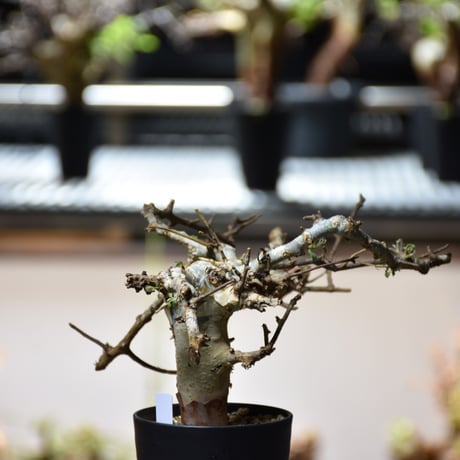 Commiphora holtziana コミフォラ ホルトジアナ 発根済現地株 #11