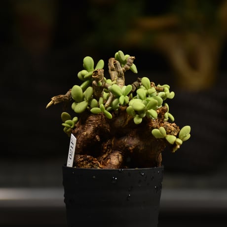 Ceraria pygmaea　ケラリア ピグマエア 発根済現地株 F1