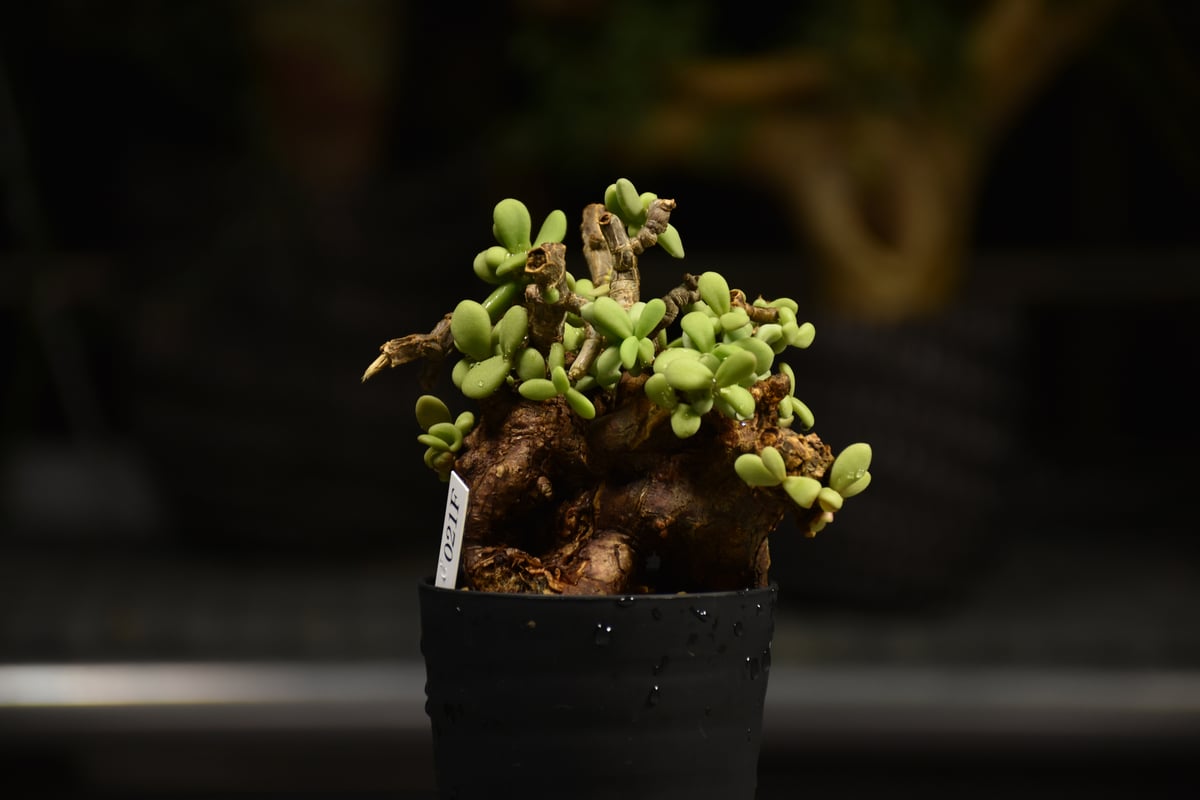 Ceraria pygmaea ケラリア ピグマエア 発根済現地株 F1 | BONDEX
