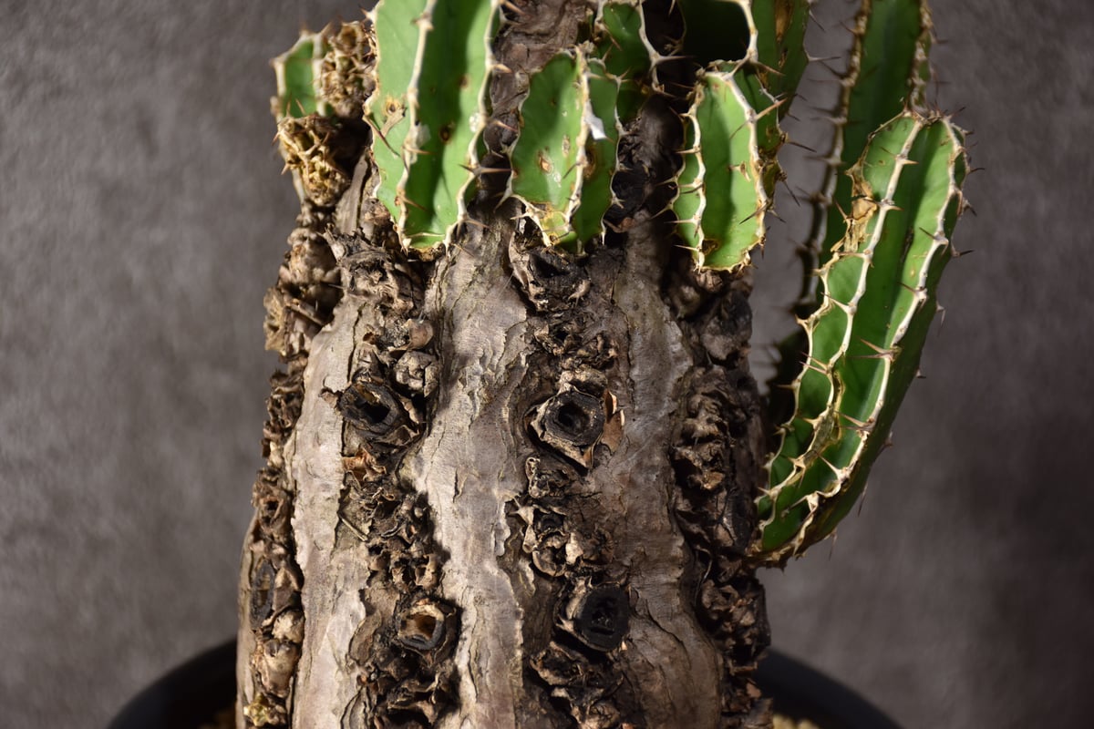 Euphorbia mlanjeana ユーフォルビア ムランジーナ 発根済現地株 #8 |