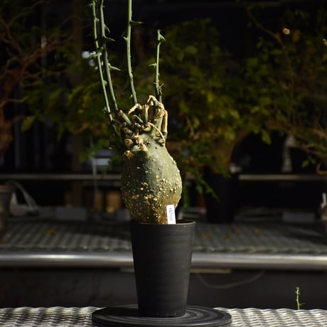 Adenia grobosa アデニア グロボーサ 発根済現地株 D22
