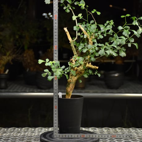 Commiphora campestris コミフォラ カンペストリス 発根済現地株 H1