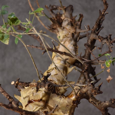 Commiphora kataf var.turkanensis コミフォラ カタフ ターカネンシス 発根済現地株 #3