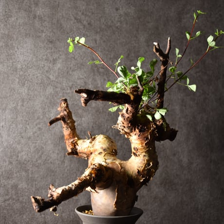 Commiphora kataf pure コミフォラ ピュアカタフ 発根済現地株 1 ソマリア産