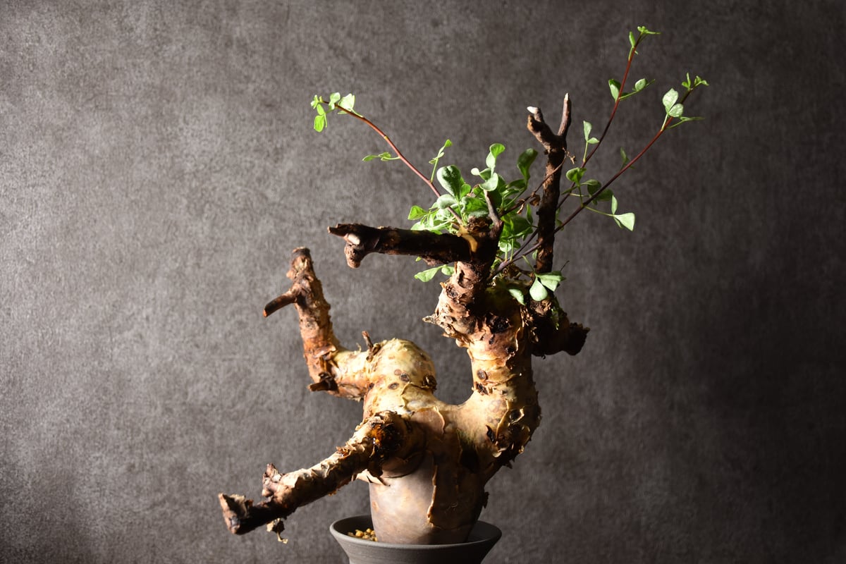 コミフォラ カタフ ピュア ソマリア現地株 ※1/19(日)出品終了予定