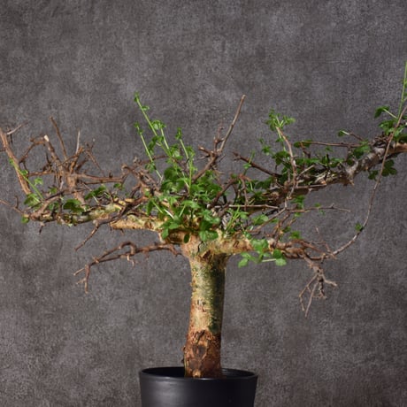Commiphora cyclophira コミフォラ シクロフィラ 発根済現地株 #3