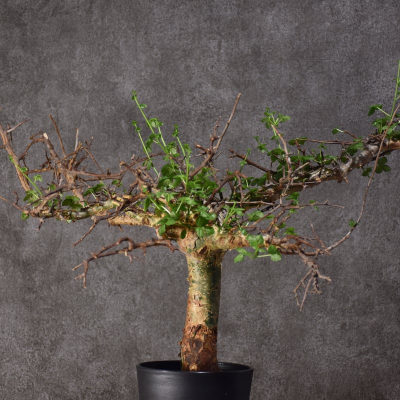 Commiphora cyclophira コミフォラ シクロフィラ 発根済現地株