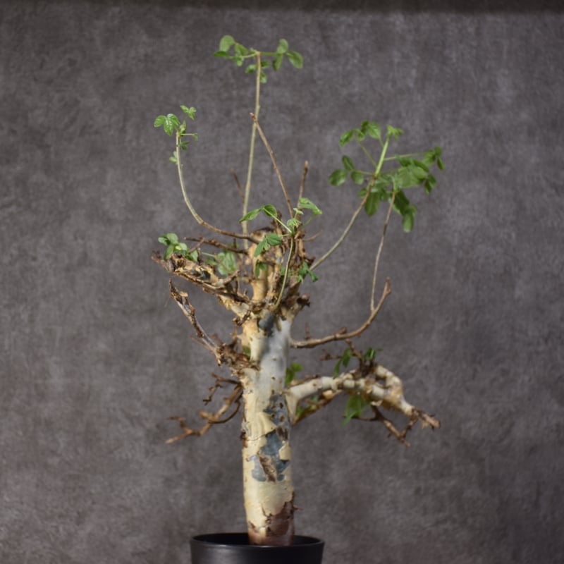コミフォラ ホルトジアナ Commiphora holtziana コミフォラ ホルトジアナ 発根済現地株 #7