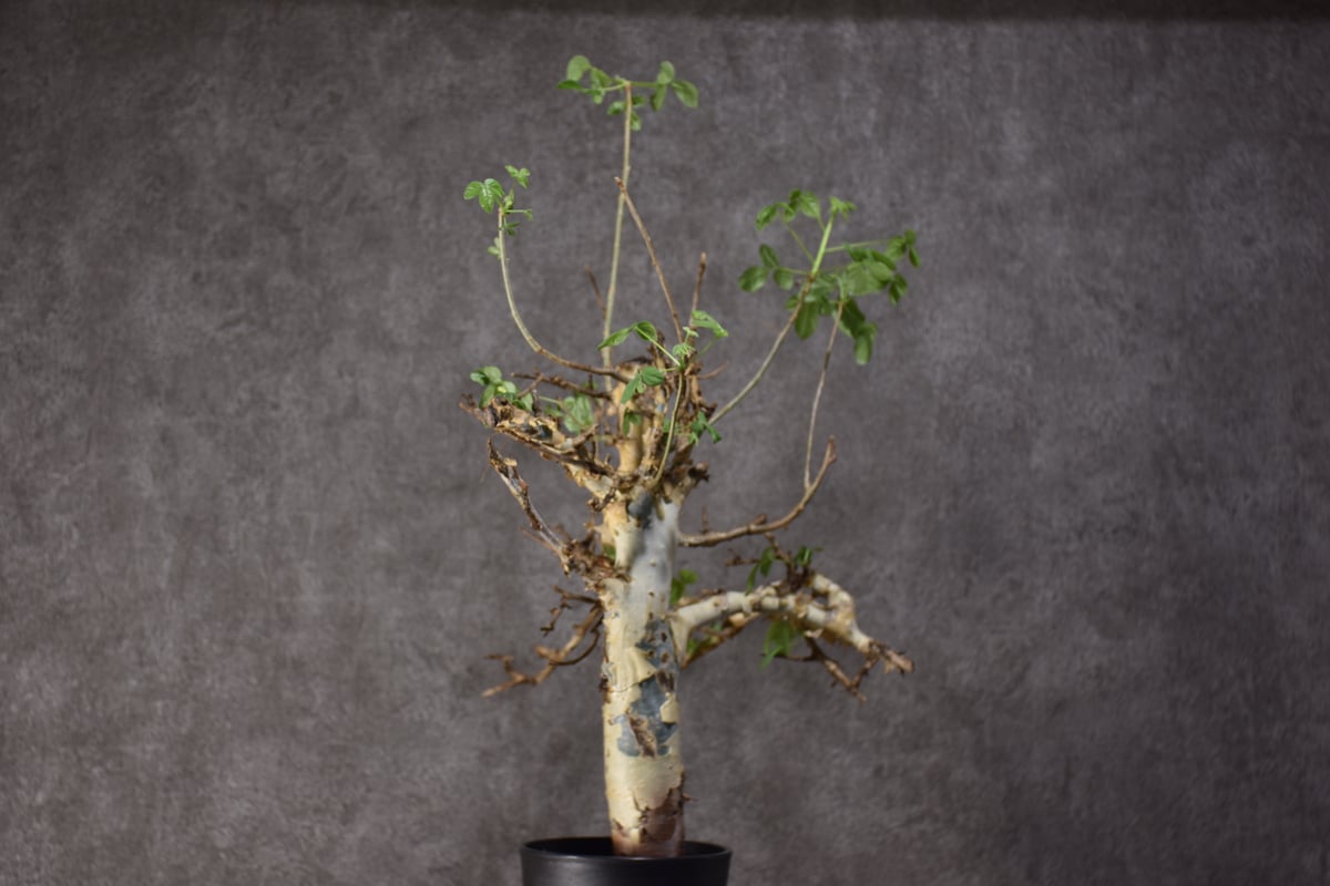 Commiphora holtziana コミフォラ ホルトジアナ 発根済現地株 #2 | B