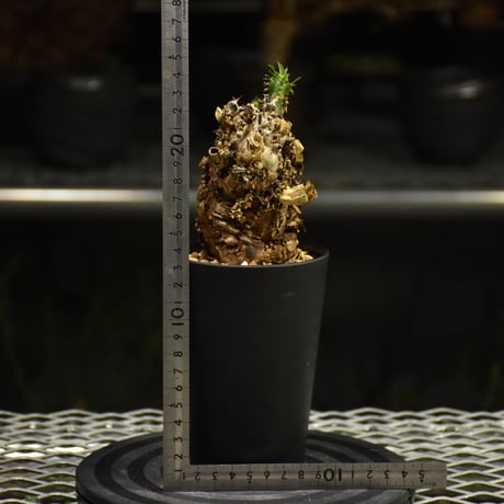 Euphorbia mlanjeana　ユーフォルビア ムランジーナ 発根済現地株 I32