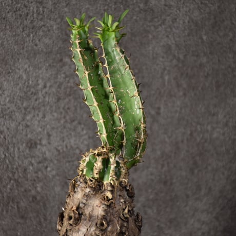 Euphorbia mlanjeana　ユーフォルビア ムランジーナ 発根済現地株 #7