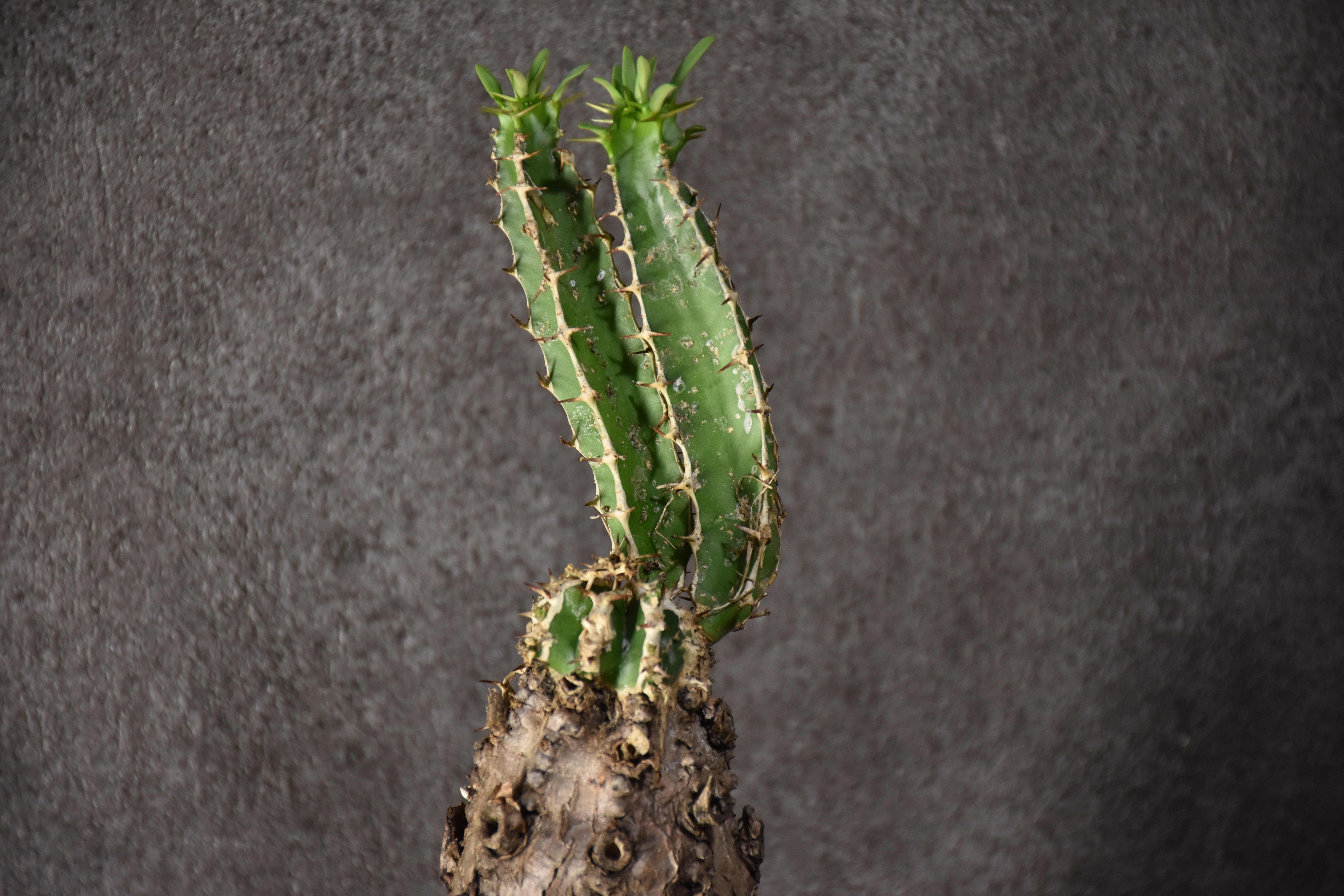 ユーフォルビア　ムランジーナ　発根済 Euphorbia mlanjeana ユーフォルビア ムランジーナ 発根済現地株 #7 |