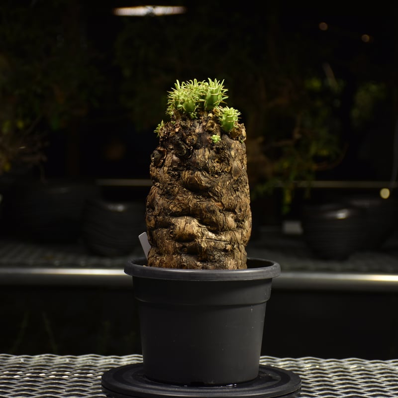Euphorbia mlanjeana ユーフォルビア ムランジーナ 発根済現地株