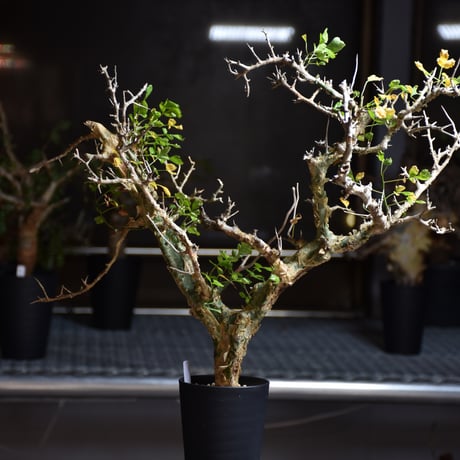 Commiphora campestris var. campestris コミフォラ カンペストリス 発根済現地株 B1