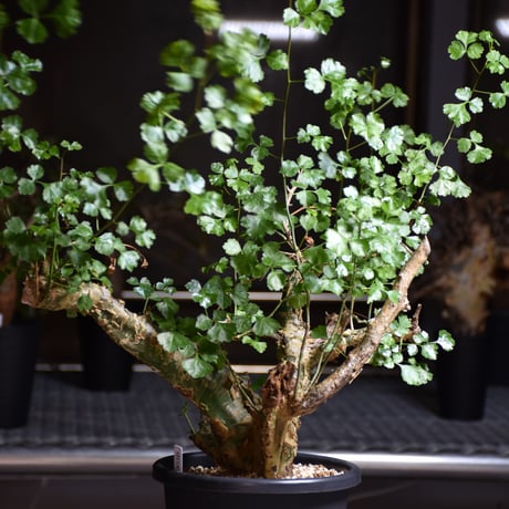 Commiphora campestris var. campestris コミフォラ カンペストリス 発根済現地株 B7