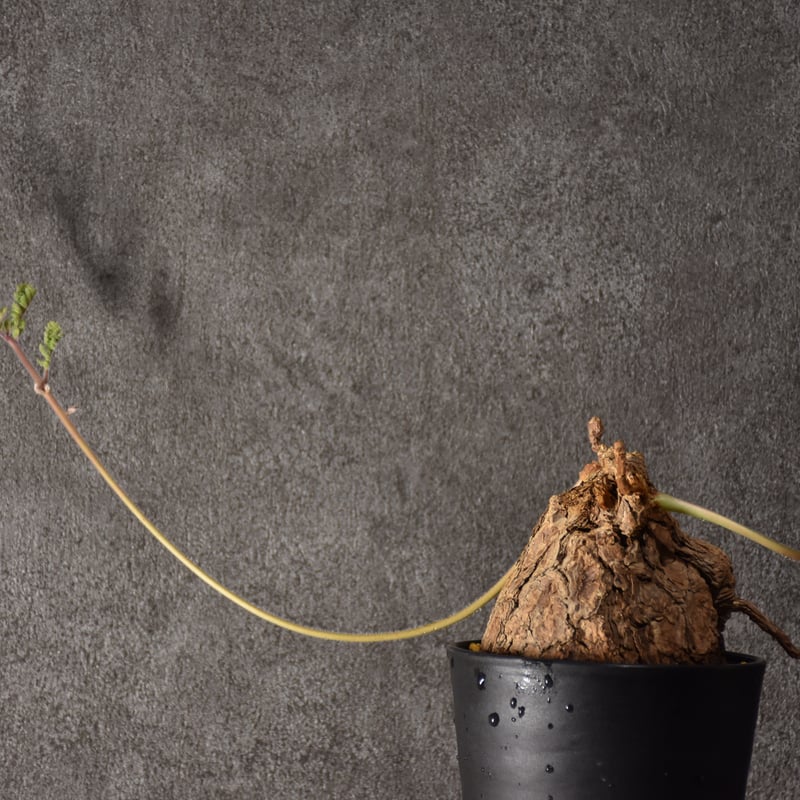 Pelargonium triste ペラルゴニウム トリステ 発根済現地株 #5 | BONDEX