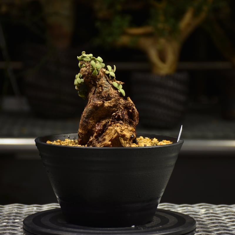 ケラリア　ピグマエア＊現地株、発根済 ケラリアピグマエア 現地株 発根済 b5 | HANDS PLANTS