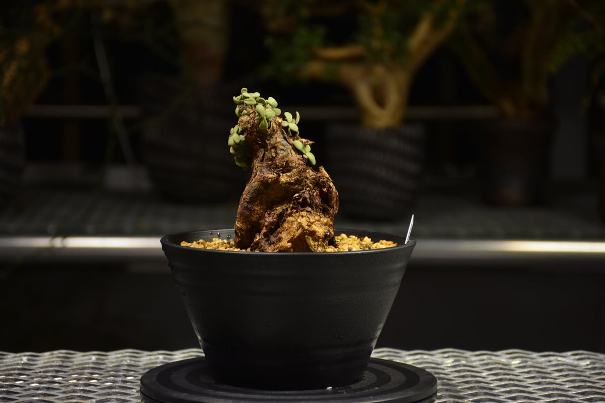 bon25様確認中　ケラリア　ピグマエア【現地株】 ケラリアピグマエア 現地株 発根済 b5 | HANDS PLANTS