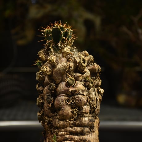 Euphorbia mlanjeana　ユーフォルビア ムランジーナ 発根済現地株 I49