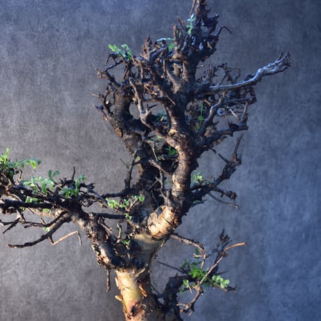 Commiphora pinnate leaves　コミフォラ ピンネイトリーブス　発根済現地株　#2
