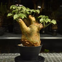 Cyphostemma uter var. macropus　キフォステンマ ウター マクロプス 発根済現地株 I57