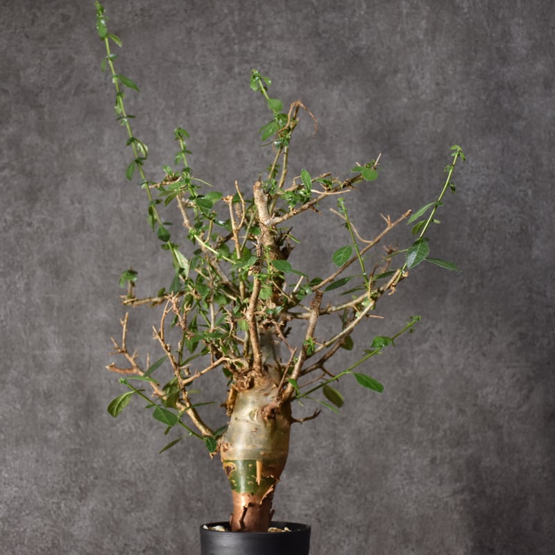 Commiphora habessinica コミフォラ ハベシニカ 発根済現地株 #5