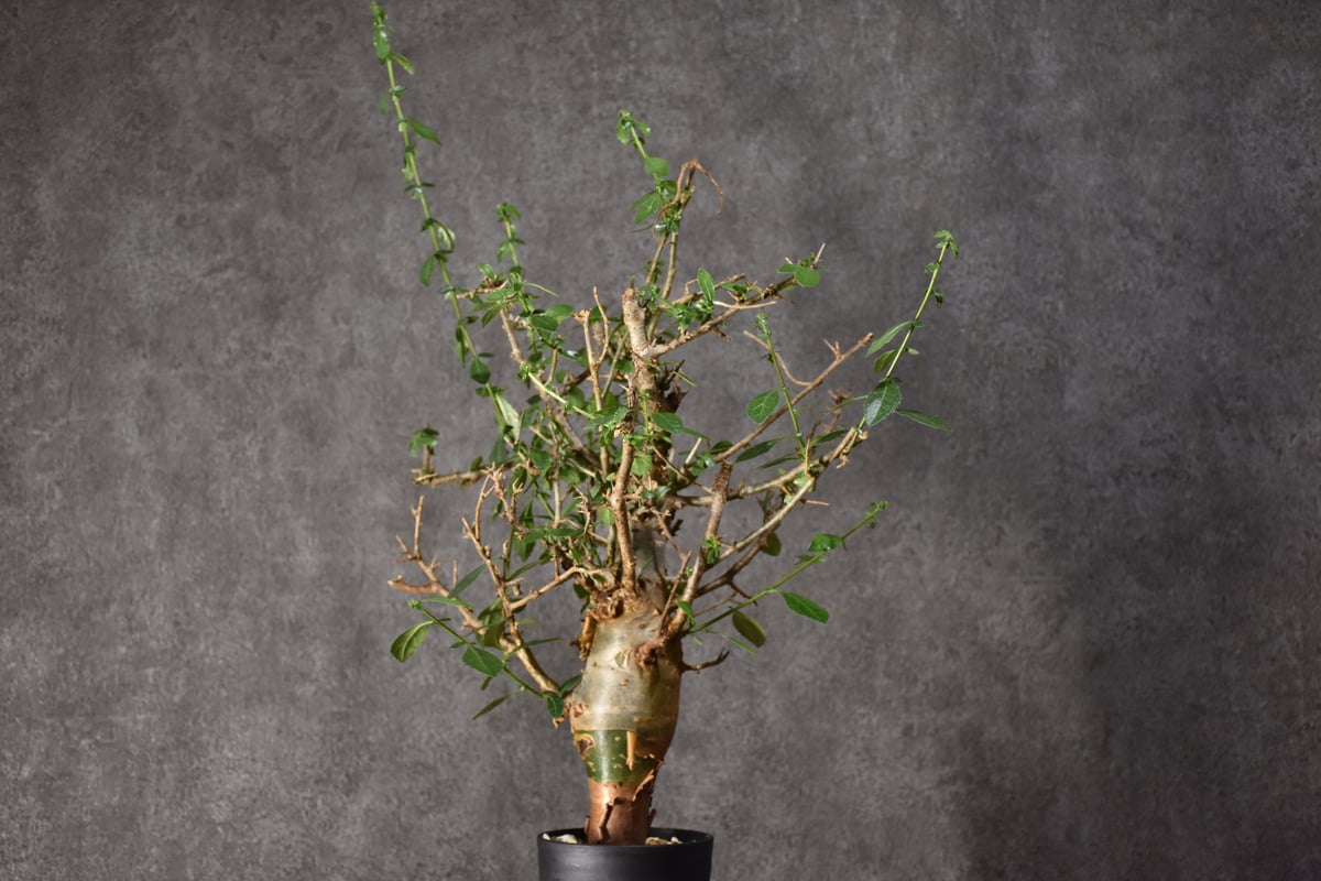 Commiphora habessinica コミフォラ ハベシニカ 発根済現地株 #5 Commiphora habessinica コミフォラ ハベシニカ 発根済現地株 #5