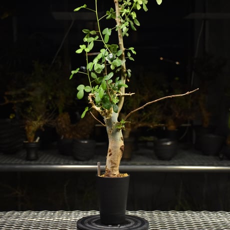Commiphora holtziana コミフォラ ホルトジアナ 発根済現地株 H25