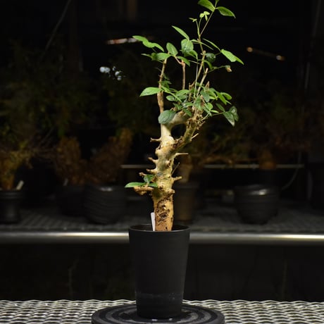 Commiphora holtziana コミフォラ ホルトジアナ 発根済現地株 H11