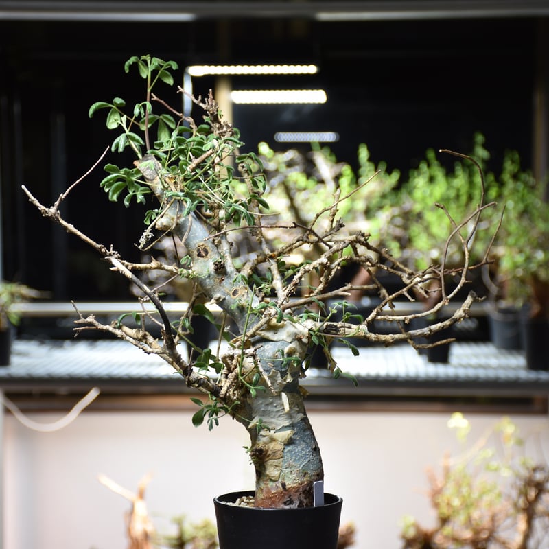 Commiphora holtziana コミフォラ ホルトジアナ 発根済現地株 #10 |