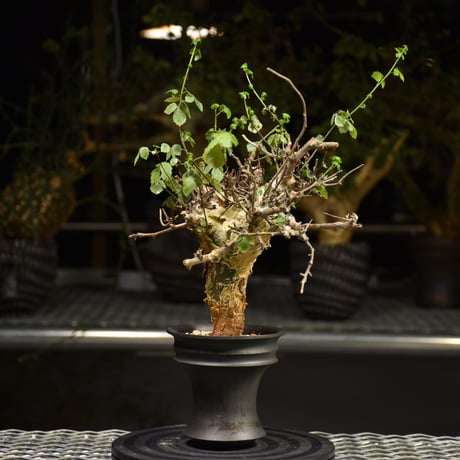 Commiphora Cyclophylla　コミフォラ シクロフィラ　発根済現地株　A1