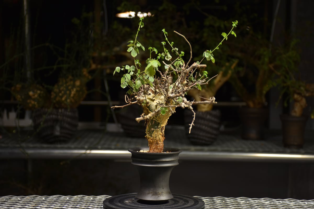 Commiphora Cyclophylla コミフォラ シクロフィラ 発根済現地株