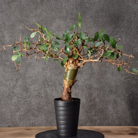 Commiphora habessinica コミフォラ ハベシニカ 発根済現地株 #6