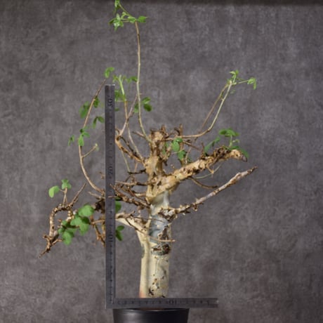 Commiphora holtziana　コミフォラ ホルトジアナ　発根済現地株　#2
