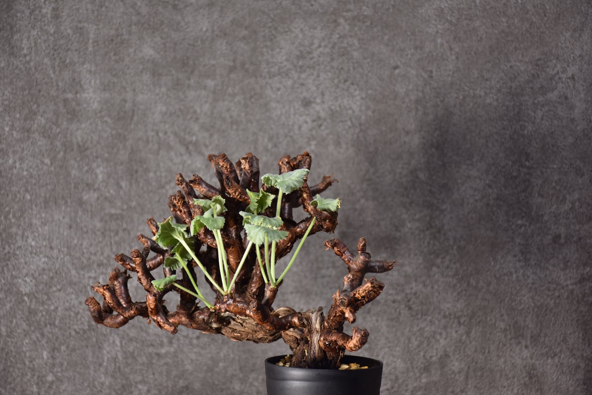 Pelargonium mirabile ペラルゴニウム ミラビレ 発根済現地株 #2 | B