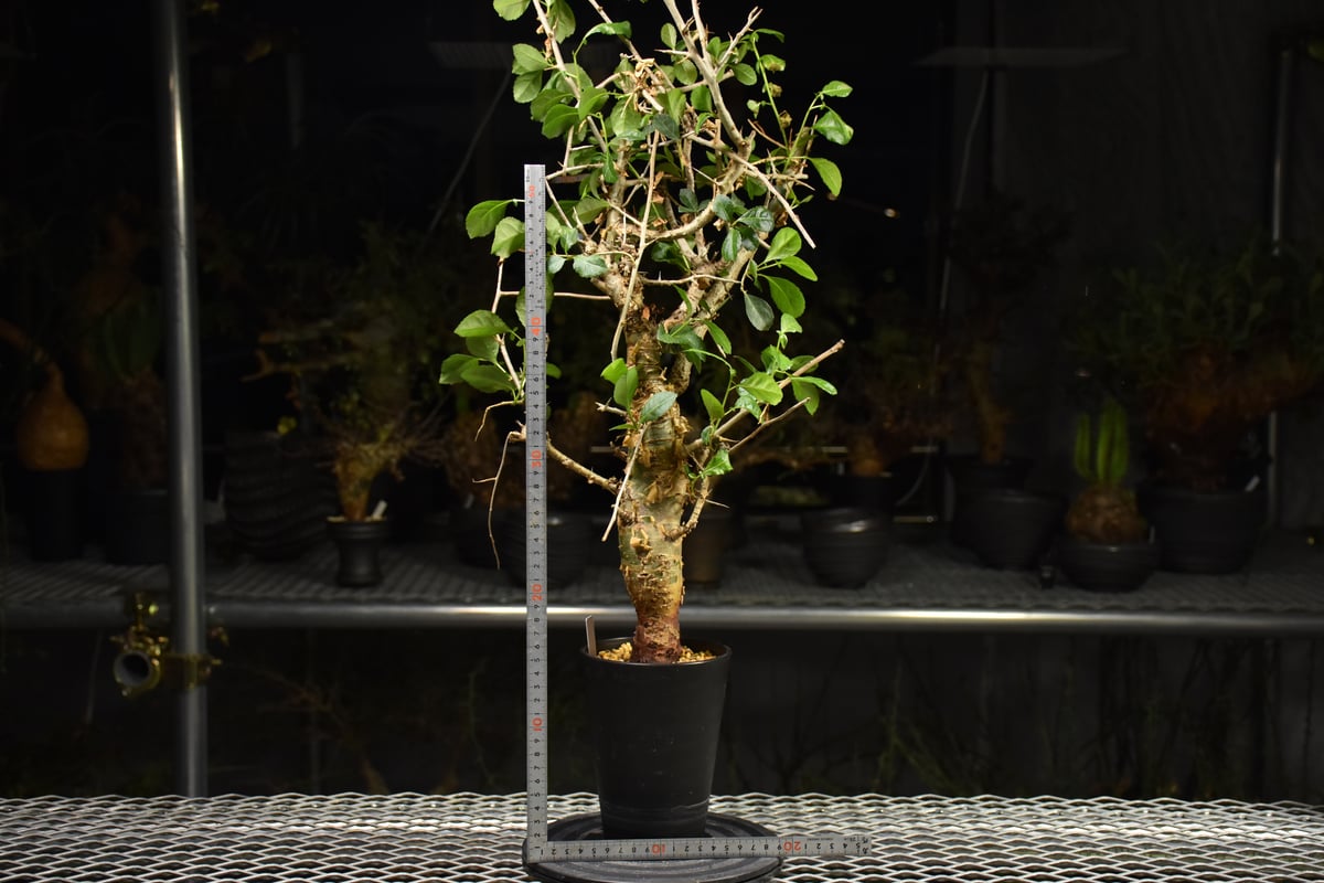 Commiphora habessinica コミフォラ ハベシニカ 発根済現地株 H7 |