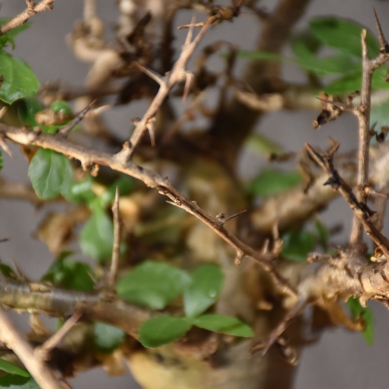 発根済み　現地球　コミフォラ・ハベシニカ Commiphora habessinica コミフォラ ハベシニカ 発根済現地株 #2