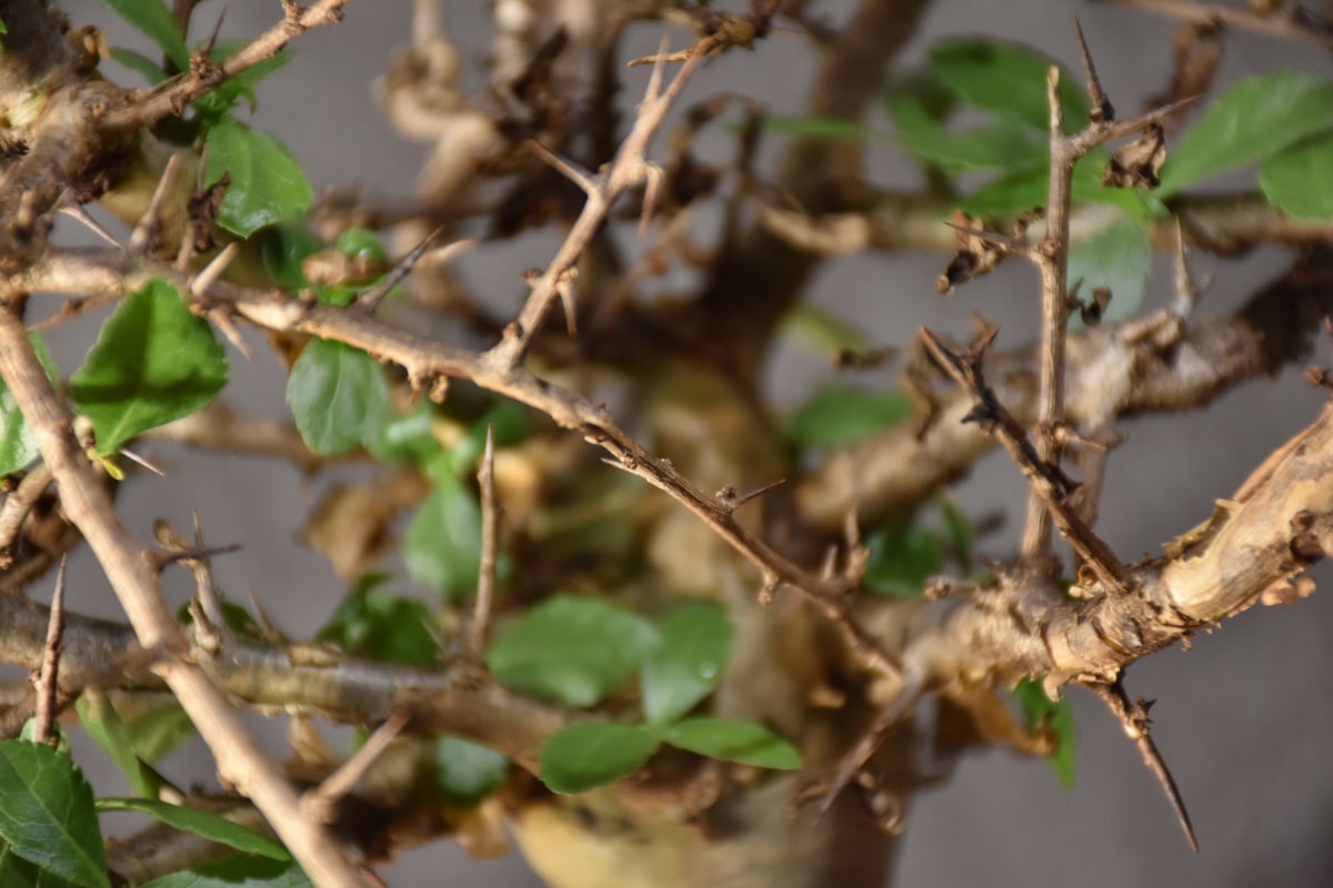 Commiphora habessinica コミフォラ ハベシニカ 発根済現地株 #2 |