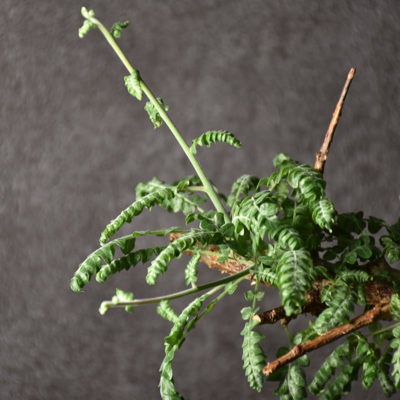 【発根済】ボスウェリアネグレクタ RAFLUMコレクション】ボスウェリア ネグレクタ 【現地球/発根