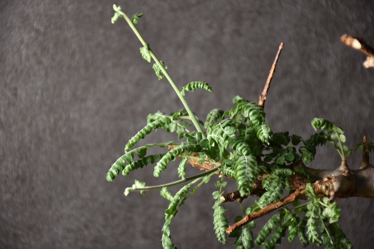 Boswellia neglecta ボスウェリア ネグレクタ 発根済現地株 #1 | BONDEX