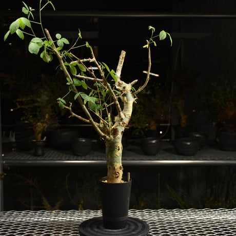Commiphora holtziana コミフォラ ホルトジアナ 発根済現地株 H12