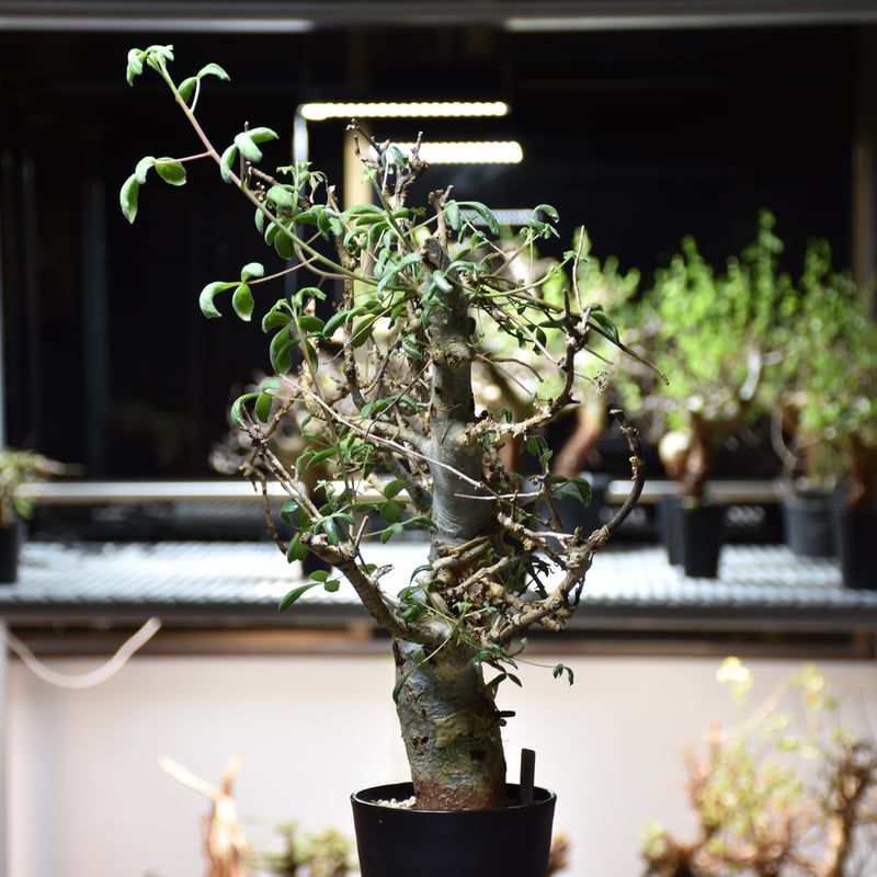 Commiphora holtziana コミフォラ ホルトジアナ 発根済現地株